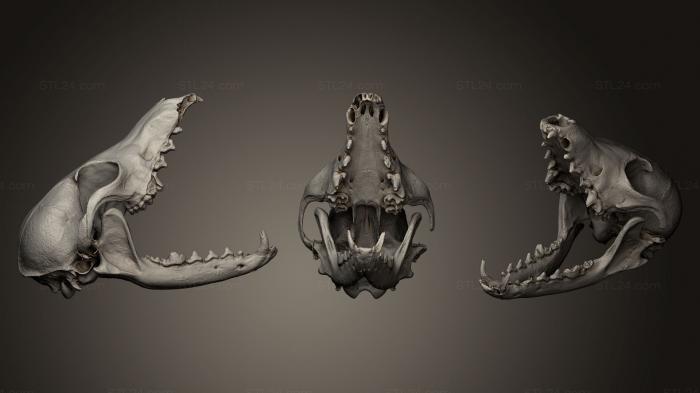 Статуэтки и статуи разные (Череп серой лисы, STKR_0580) 3D модель для ЧПУ станка